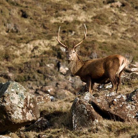 Normanns Ruh Villa Ballygown Eksteriør bilde